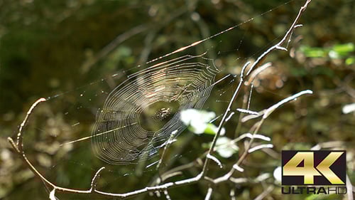 Spider Web in the Woods