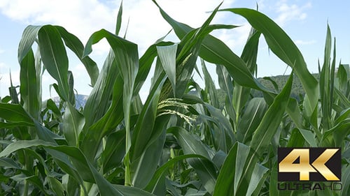 Corn Field Swaying in the Breeze on Sunny Day
