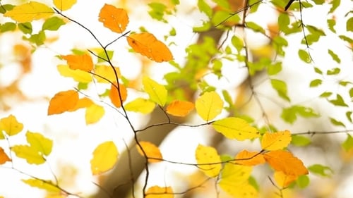 Colorful Tree Branches with Changing Autumn Leaves