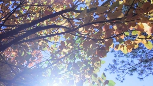 Autumn Leaves Shimmering in Sunlight