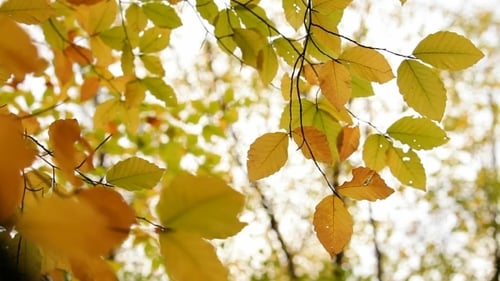 Branch With Yellow Leaves