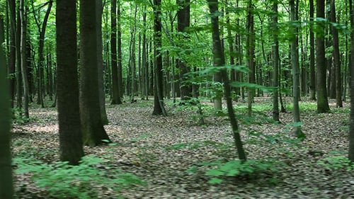 Walking On Forest Trail