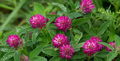 Arbusto de trébol rojo en flor después de la lluvia