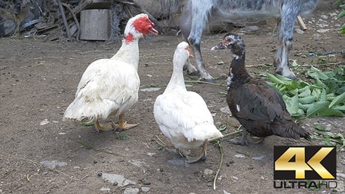 Ducks at Farm