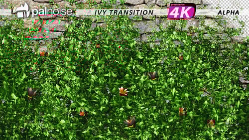 Growing Green Vines with Blooming Flowers Alpha Channel
