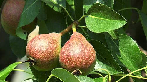 Two Pears