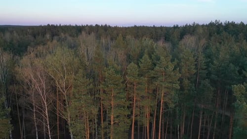Survoler la forêt
