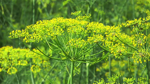 Flower Dill