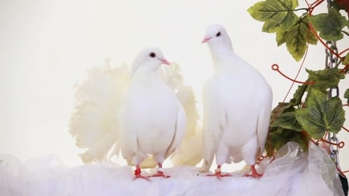 Pareja de pájaros blancos