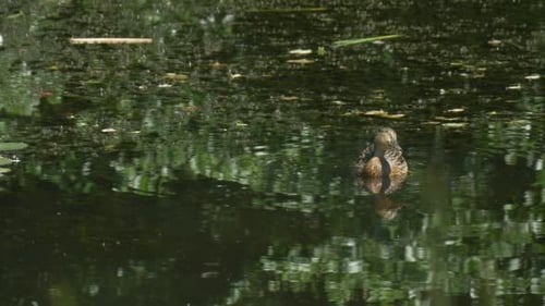 Wildente, Stockente schwimmt auf dem Teich