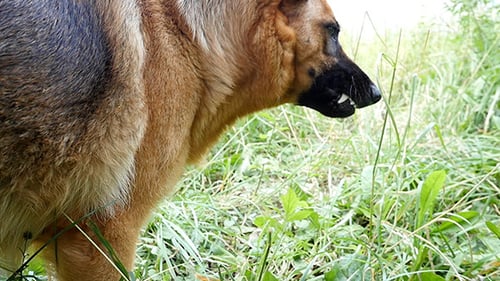Berger allemand mange de l'herbe