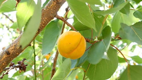 Ripe Apricots On Tree Branch