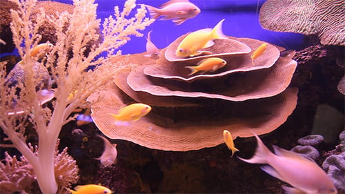 Colorful Fish Swimming around Coral Reef