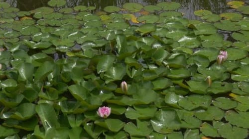 Lush Water Lilies and Pads in Pond