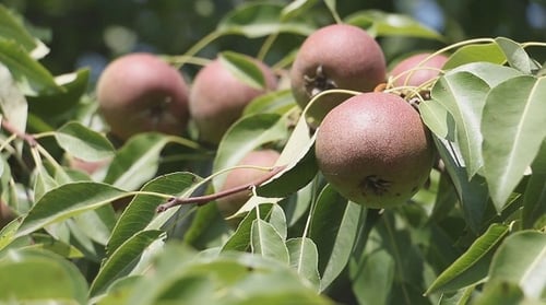A Branch of Pears in The Wind