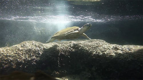 Sea Turtle