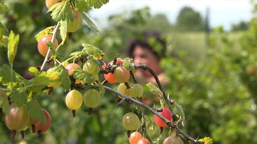 Gooseberry Bush Branch with Woman Picking Fruit