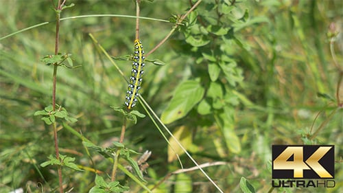 Caterpillar on Green Stem in Natural Habitat