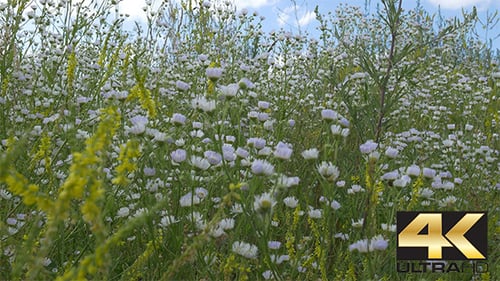 Field of Wildflowers Blowing Gently in the Breeze