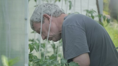 Man tending tomato plants in greenhouse