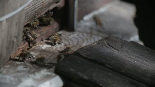 Abeille qui vole devant une ruche