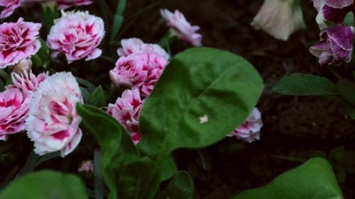 Pink and White Flowers Bloom in Garden