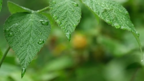 Summer Rain