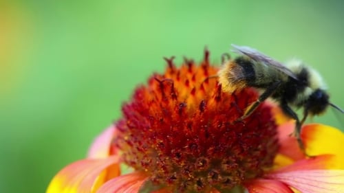 Working Bumblebee