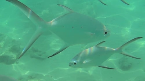 Tropische Fische