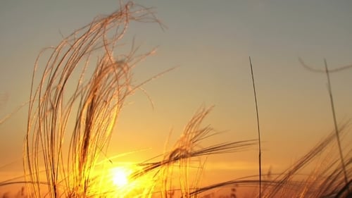 Golden Prairie Grass at Sunset