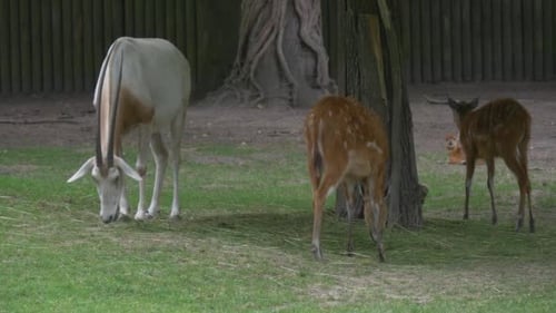 Two Female Deers and Goat Are Feeding