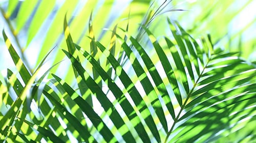 Grünes Blatt in der Natur 631