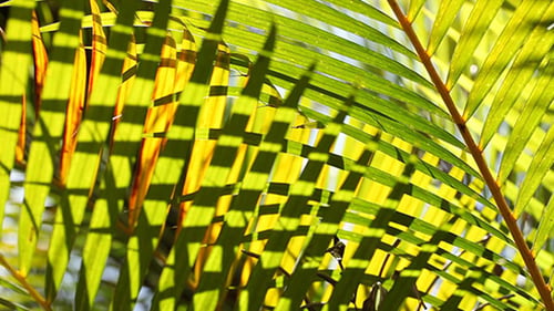 Grünes Blatt in der Natur 632