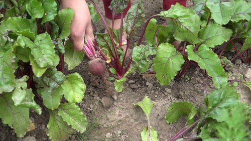 Table, Garden, Red or Golden Beet 2