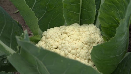 Close Up of Cauliflower Growing in Field