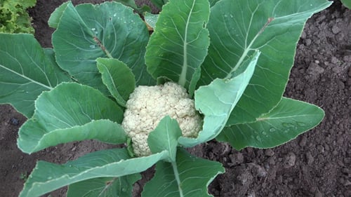 Fresh Cauliflower Growing in Garden