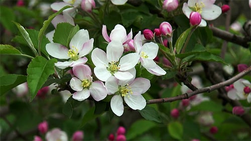 Blossoming Apple