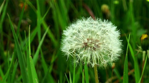 Flauschiger Löwenzahn