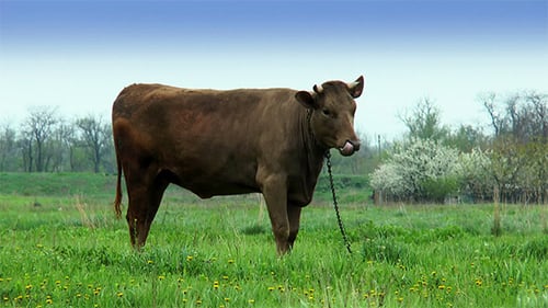 Brown Cow Grazing in Rural Grassy Pasture