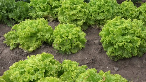 Vibrant Green Lettuce Plants in a Rural Field