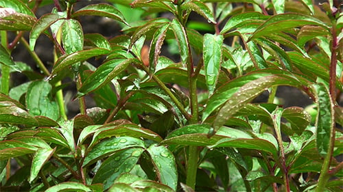 Bush im Regen