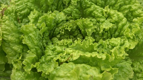 Close-Up of Vibrant Green Head of Lettuce