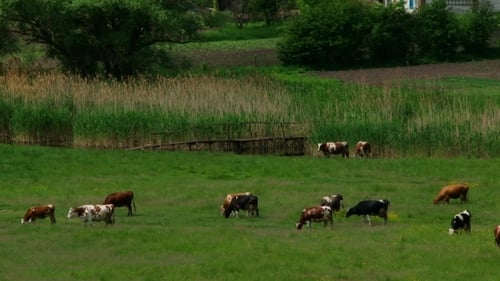 Cows Grazing in Green Rural Farm Pasture