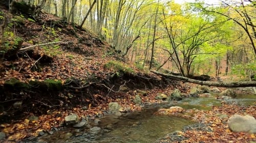 Forest River