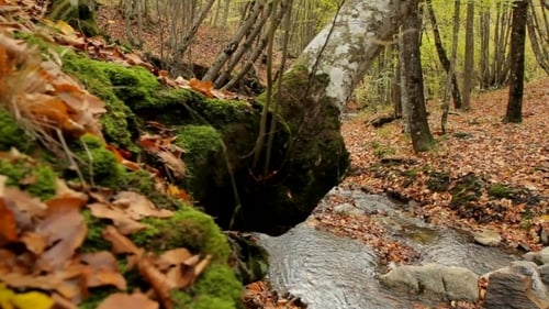 Wild Forest Area