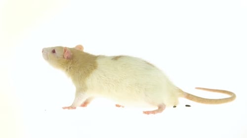 Decorative Cute Rat with Red Eyes Isolated on a White Background in Studio. Close Up