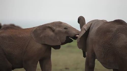 Young Elephants Interacting in Natural Habitat
