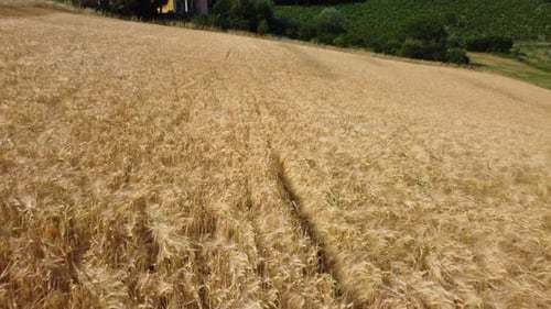 Wheat Field Agriculture