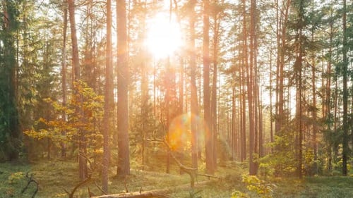 Autumn Forest Time Lapse Timelapse