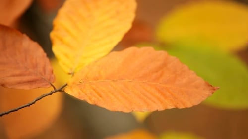 Vibrant Autumn Leaves on Branch, Seasonal Close-Up